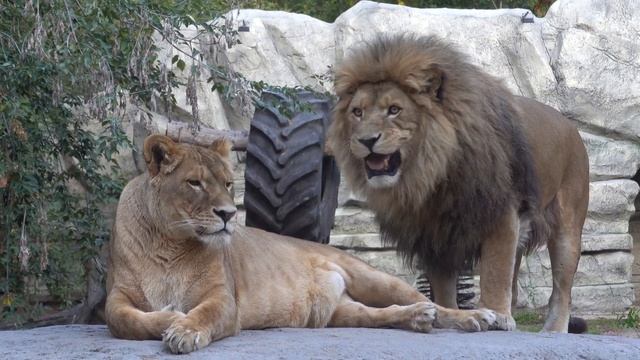 Сэм и Найтирия на теплом камне 24 09 2021 смотреть онлайн