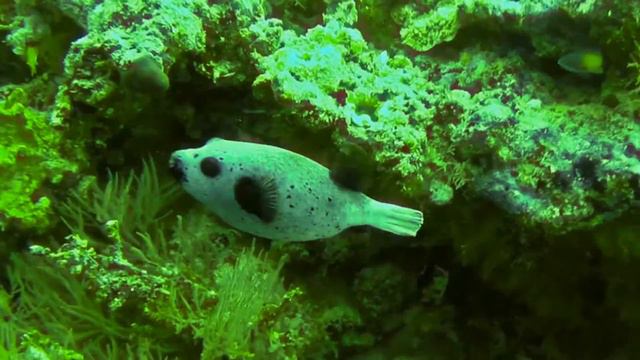 OUTSTANDING SCUBA DIVING: Dhonfanu Thila | MALDIVES | Baa Atoll | amazing dive sites of the world смотреть онлайн