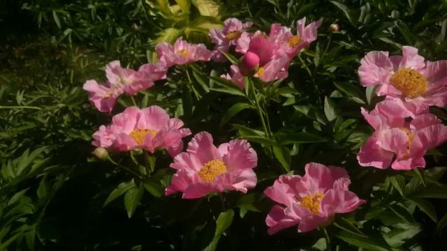Paeonia Sugar'n Spice смотреть онлайн
