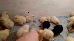 Выращивание и содержание  бройлеров КОББ 700 первые сутки  / Бройлеры Часть 1