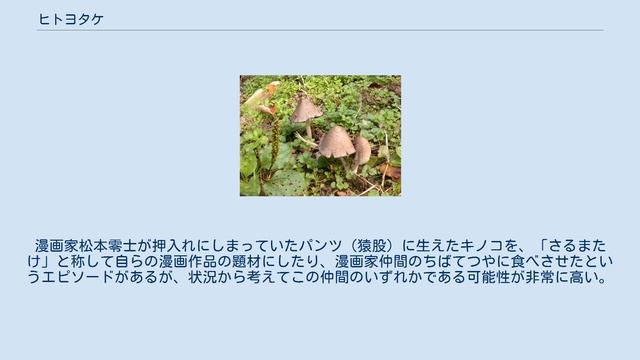 ヒトヨタケ смотреть онлайн