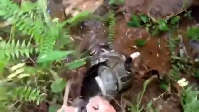 Спасение кота от удава \ Rescue cat from a boa смотреть онлайн