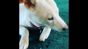 Корейский чиндо. Интеллект, Вопросы и ответы,  История