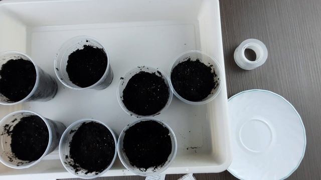 Лобелия / Посев лобелии / Лобелия, выращивание из семян