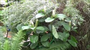 Миксбордеры в нашем саду.