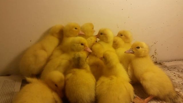 Инкубация индоутиных яиц / 37 день инкубации!/ ЧАСТЬ 2 смотреть онлайн