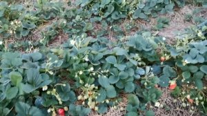 Ремонтантный сорт клубники Фурор