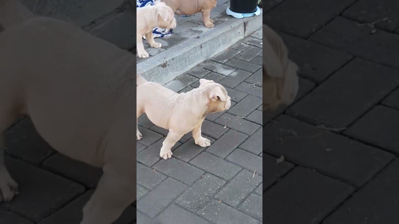 щенки американского булли и бигли. 8-927-277-24-37 питомник Стелла Фиделис #puppy, #собаки, #щенок, смотреть онлайн