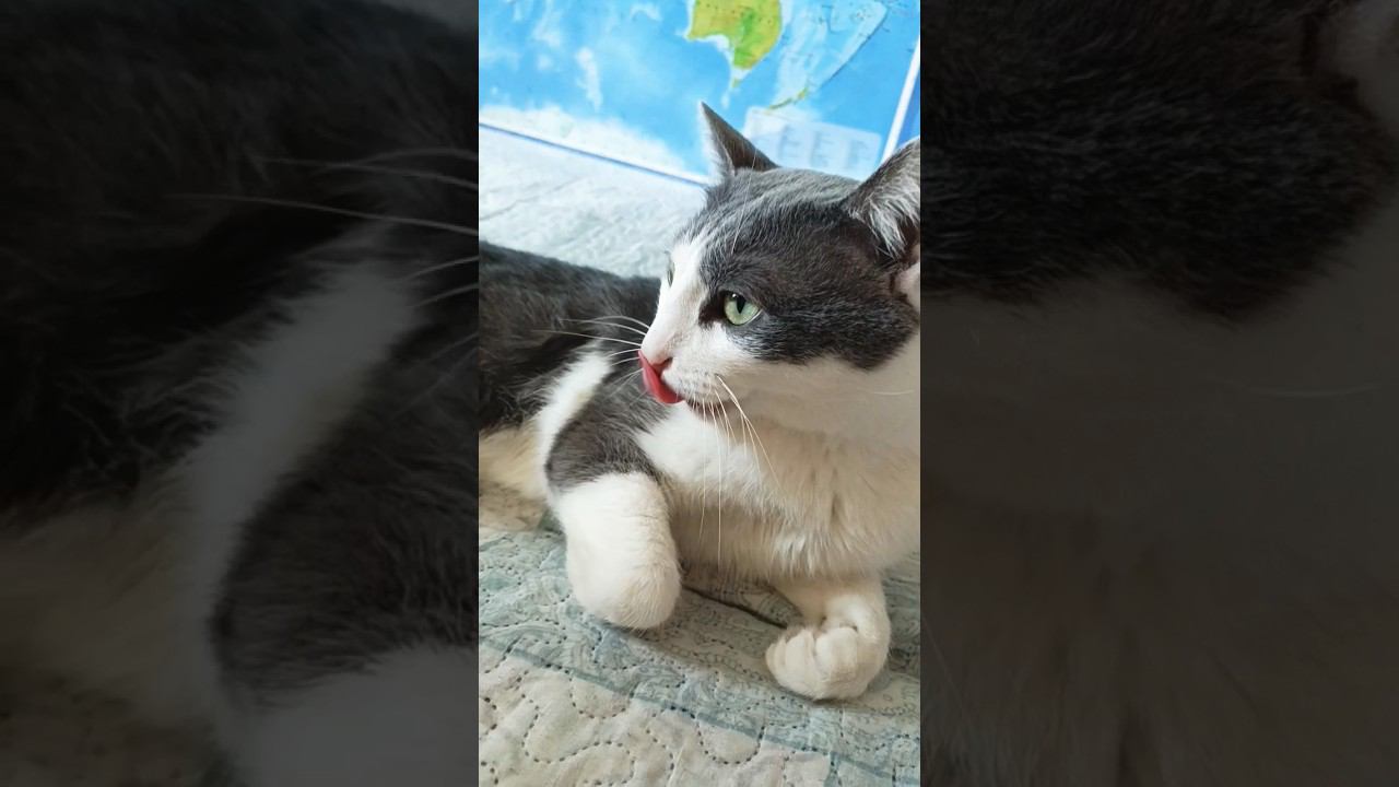 Если в доме нет кота!?⬛#мурзик #кот #питомец #лайк #котики #приколы #дом #котик #лайк #любовь смотреть онлайн