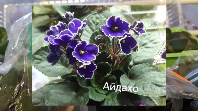 Фиалка для *чайника* смотреть онлайн