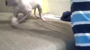 Кошечка танцует :з