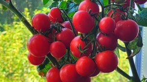 Томаты Гномы. Урожай 2022 года.