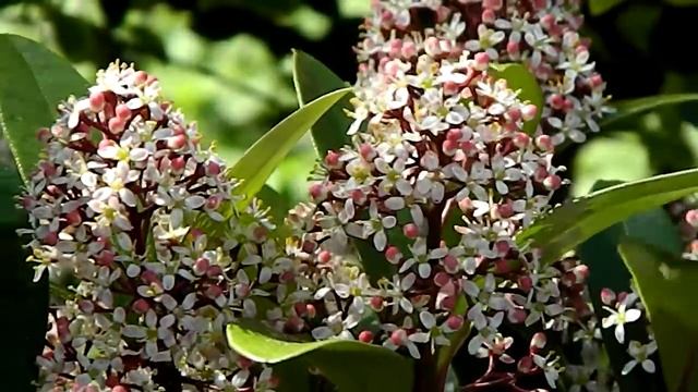 Skimmia Japonica 'Rubinetta'