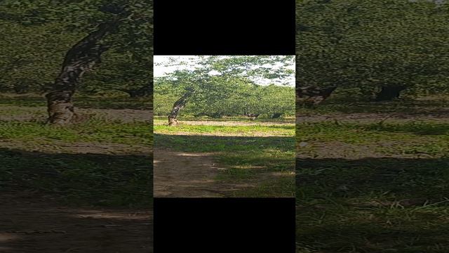 Ясная поляна ,музей усадьба, Лев Толстой, сад, Щекино, тульская область