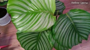 Моя коллекция марантовых 2/3 (Калатеи)