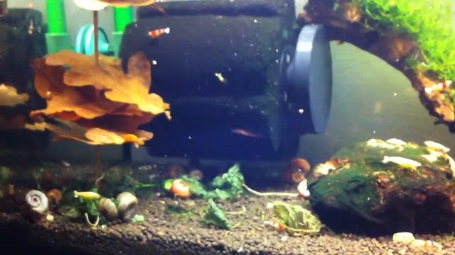 Oxydator Red bee tank смотреть онлайн