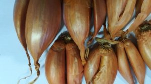 Лук шалот сорокозубка видео 13