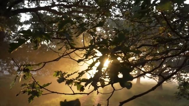 《 СТРАНА НЕВОЛИ 》: МУЗЫКАЛЬНАЯ ПОЭЗИЯ смотреть онлайн