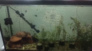 Лечим анциструсов:часть1