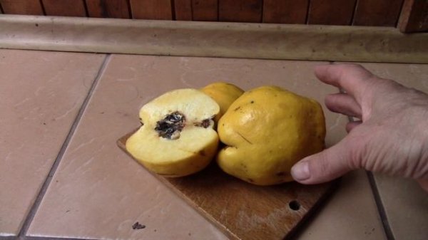 Айва.  Айва на зиму.