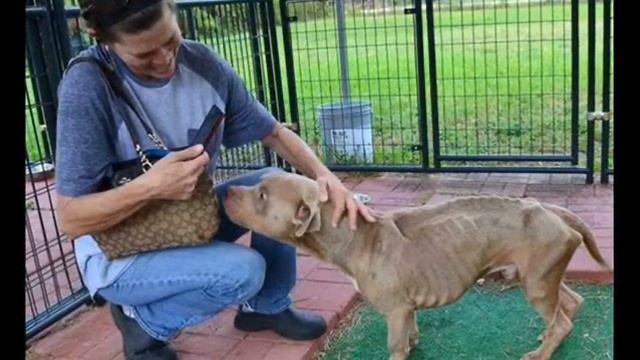 Его оставили в клетке без еды и воды... смотреть онлайн