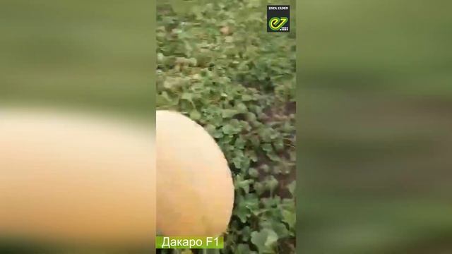 Дыня Дакаро F1 - приятный аромат! Просто нет слов! смотреть онлайн