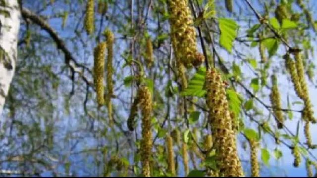 О пользе березового сока смотреть онлайн