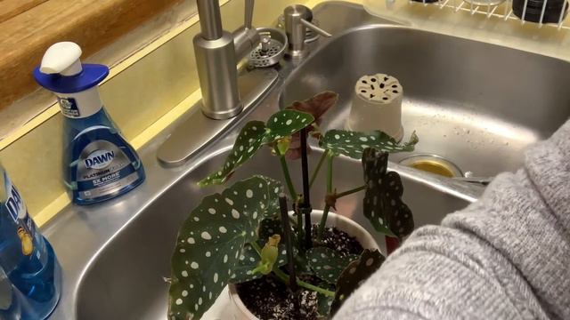 Treating My Begonia For Possible Powdery Mildew смотреть онлайн