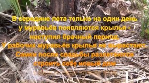 Почему МУРАВЬИ с крыльями?