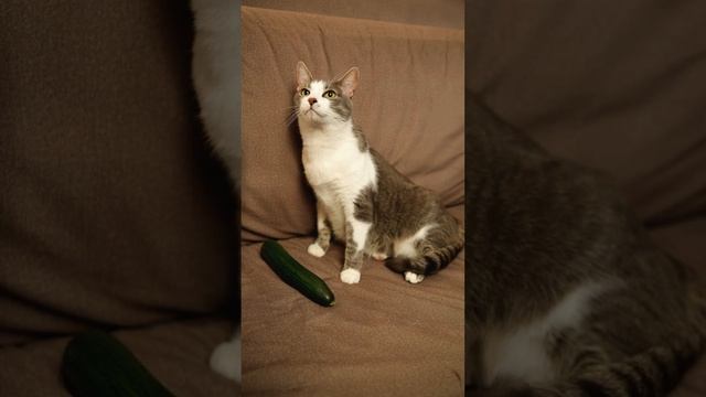 У питомца глисты, что делать смотреть онлайн