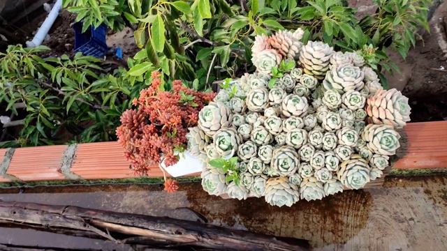 15 suculentas prolíficas del jardín. #plantasdecasa #suculentas #cactus #jardin #echeveria смотреть онлайн