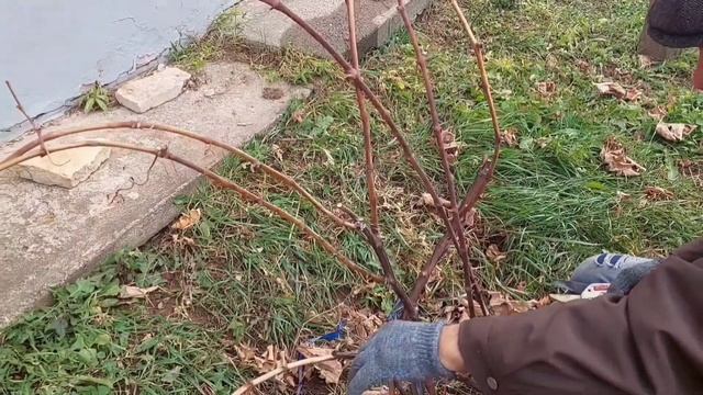 Обрезка винограда.Готовим черенки...Смотреть до конца... смотреть онлайн