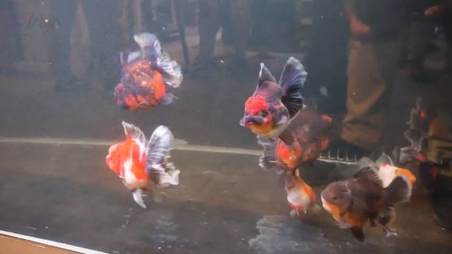 JAVA GOLDFISH PLAYGROUND - GOLDFISH KUALITAS KONTES ADA DISINI! смотреть онлайн