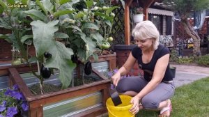 Дрожжи на даче: как удобрить растения и получить богатый урожай. @galabum