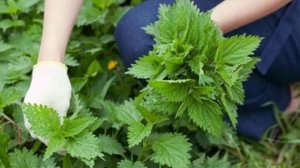 Можно ли давать кроликам крапиву