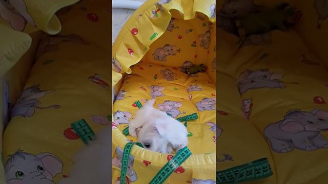 Мальчик мальтезе.Продается!!!! смотреть онлайн
