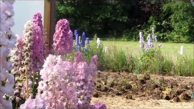 Larkspur Nursery Delphiniums in Bloom July 2013 смотреть онлайн