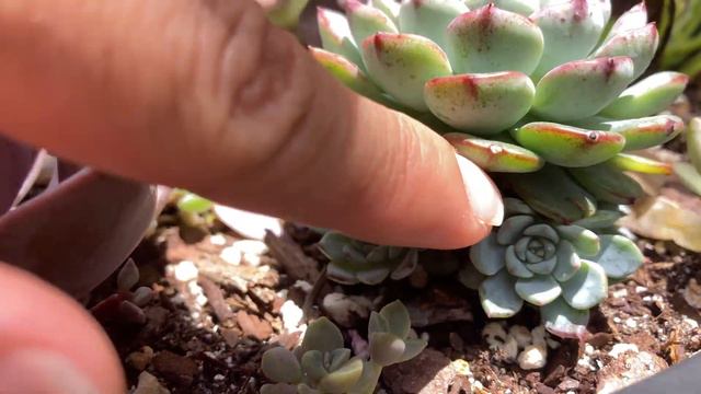 My favorite mini echeveria - Echeveria minima + how to propagate смотреть онлайн