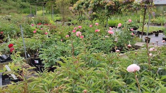 питомник Binny Plants (Бинни Плантс) смотреть онлайн