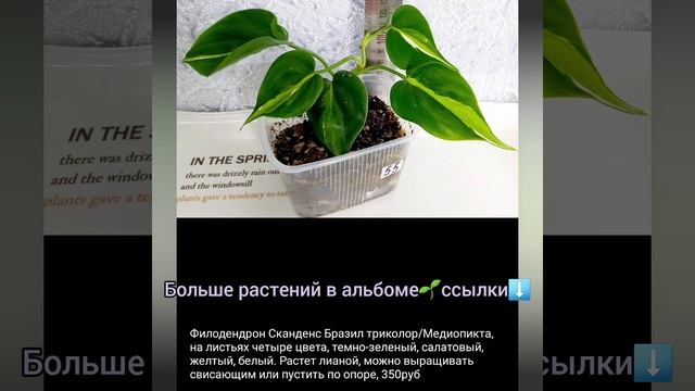 1.10.23 #Растения почтой?Диффенбахия?Филодендрон?Сингониумы и др?#растения #цветы #купить #short смотреть онлайн