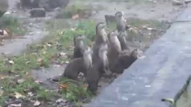 Дай! Дай! Дай! смотреть онлайн