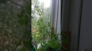 Выращивание гороха на подоконнике.