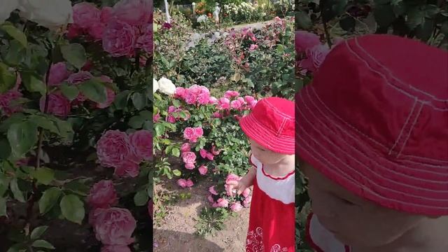 Севастопольские розы, розы пахнущие морем. смотреть онлайн