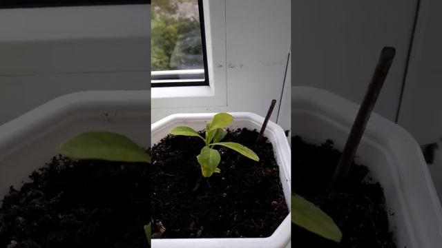 Абутилон, кактус, драцена, герань, фикус, фиалка, лимон на балконе. смотреть онлайн