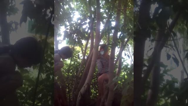 3 обезьяны лазают по деревьям смотреть онлайн