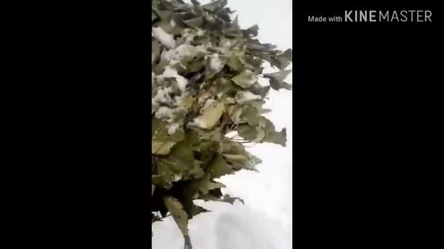 БАННЫЕ ВЕНИКИ ХРАНЕНИЯ ПОСЛЕ ИЗПОЛЬЗОВАНИЯ. смотреть онлайн