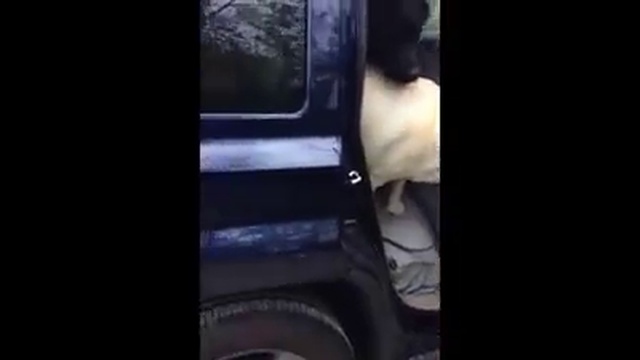 Лучший друг он такой!