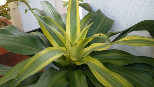 Dracaena Fragrans - Cornstalk Dracaena