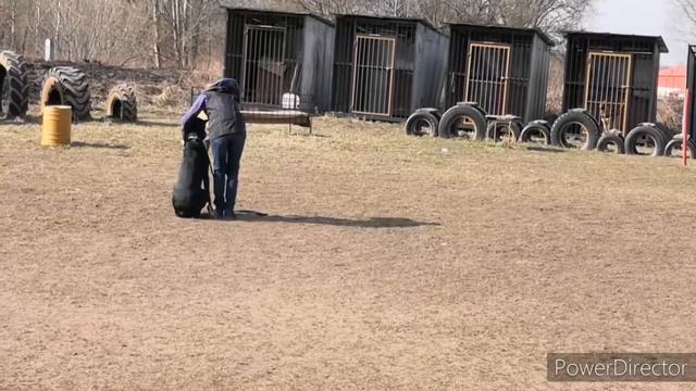 Laralove Andronicus Aventin 9 months - Obedience training смотреть онлайн