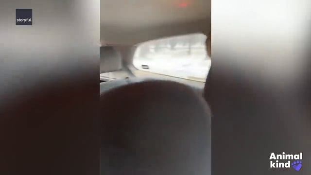 rescuers-race-to-save-australia-s-wildlife-animalkind.mp4 смотреть онлайн